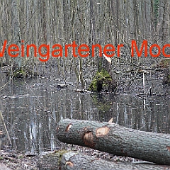 IMG 0567
