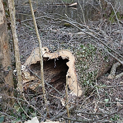 IMG 0625  eine Pilzerkrankung, der vor allem viele Eschen zum Opfer wurden