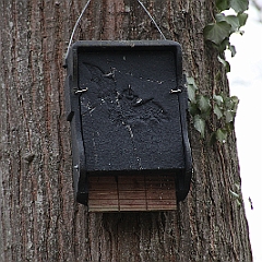 IMG 0664  Fledermausbehausung, tatsächlich haben wir später als es dunkel geworden war, ein Tier beim Flug beobachten können