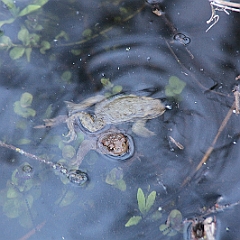 IMG 0744  na, hier ist unser Springfröschlein mit seinen Freunden. Die Wanderung der hier auftretenden, in Deutschland einmaligen Population, begann bereits im Januar.