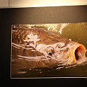 IMG 6375